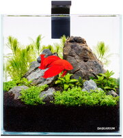 COLLAR Pico фото